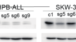 Design of RNA guide for CRISPR/cas9