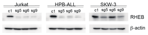 Design of RNA guide for CRISPR/cas9