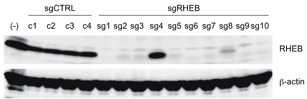 Design of RNA guide for CRISPR/cas9