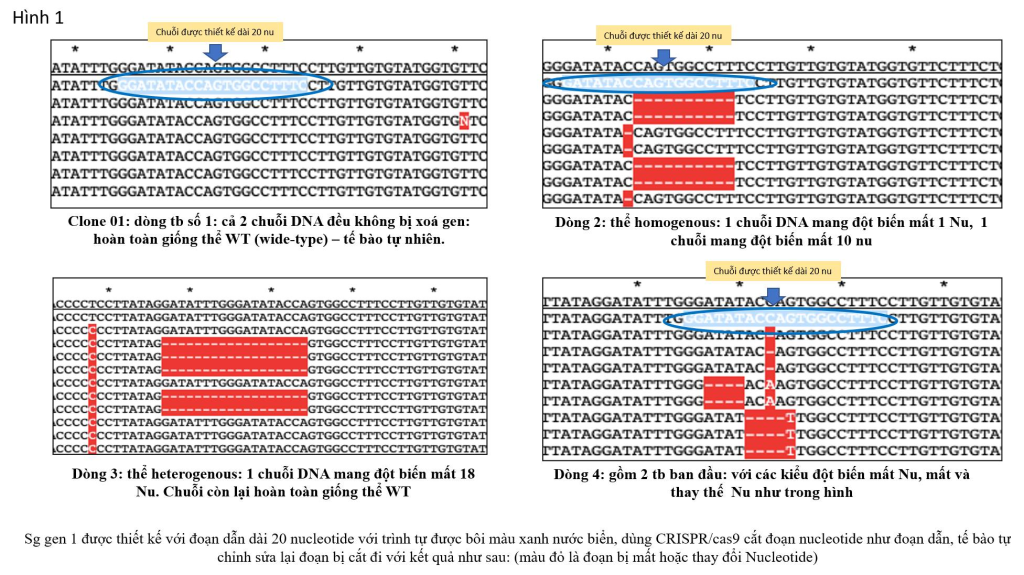 Làm sao để tạo ra được một virus có khả năng chỉnh sửa gene bằng công nghệ CRISPR/Cas9
