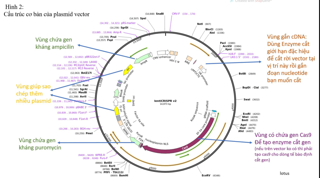 Làm sao để tạo ra được một virus có khả năng chỉnh sửa gene bằng công nghệ CRISPR/Cas9