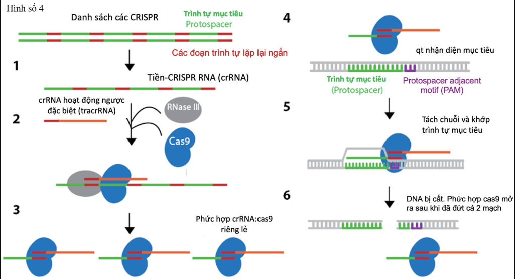 Làm sao để tạo ra được một virus có khả năng chỉnh sửa gene bằng công nghệ CRISPR/Cas9