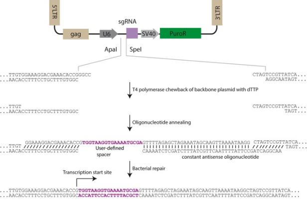 sgRNA library for CRISPR/cas9