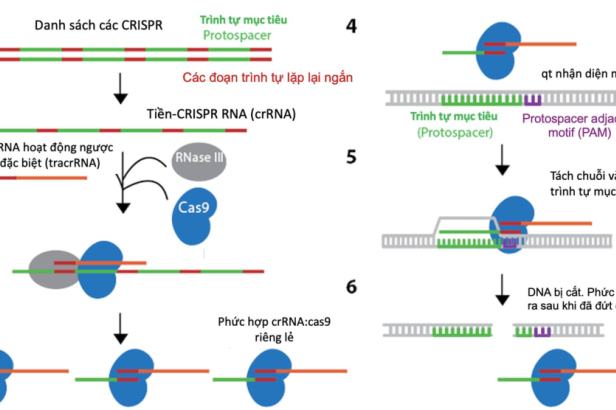 Làm sao để tạo ra được một virus có khả năng chỉnh sửa gene bằng công nghệ CRISPR/Cas9