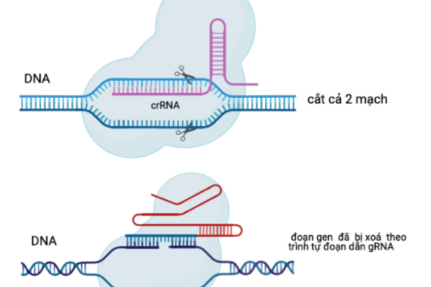 CRISPR/Cas: lịch sử, hiện tại và tương lai